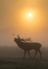 Stag Red Deer bellowing in the morning mist in autumn - GB