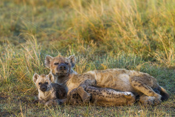Spotted Hyena female and youngs at den - Masai Mara Kenya