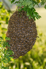 Swarm of bees  bees gather in clusters around the queen  Canton of Geneva  Switzerland
