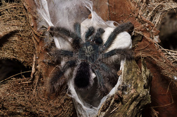Pinktoe Tarantula female and egg bag - French Guiana