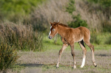 Wild Horse of Camargue (Equus caballus) foal