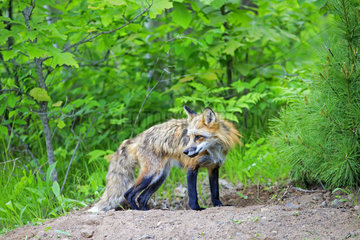 Red Fox before his burrow in spring - Minnesota USA