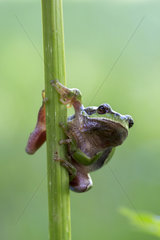European tree frog on stem - Leon Spain