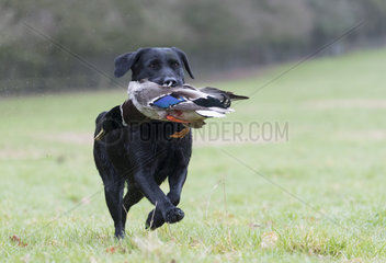 Hunting dog (Canis lupus familiaris) dog with a mallard  England  winter
