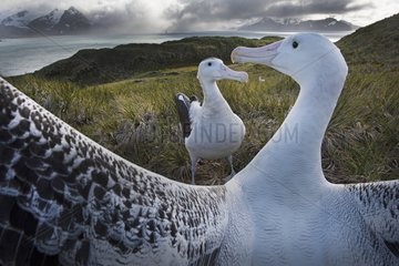 Wandering Albatross displaying - South Georgia