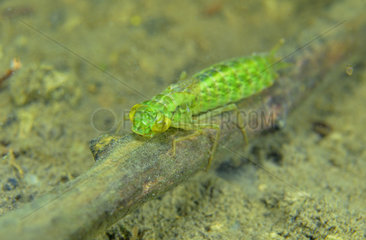 Dragonfly larva in a pond - Prairie du Fouzon France