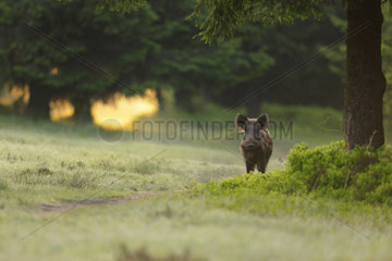 Wild boar (Sus scrofa)  Ardenne  Belgium