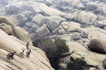 Iberian Ibex (Capra pyrenaica)  males on rock  Guadarrama National Park  Spain