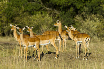 Impala females in the savannah - Masai Mara Kenya