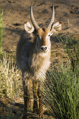 Waterbuck (Kobus ellipsiprymnus) young male  Kruger national park  South Africa