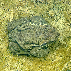 European toad in a pond - Prairie Fouzon France