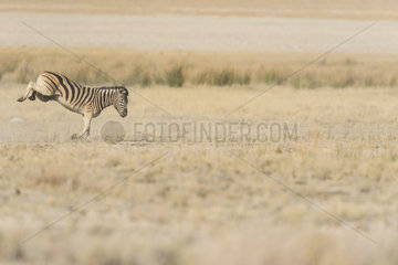 Burchell's zebra (Equus burchellii)  jumping   Namibia  Etosha national Park
