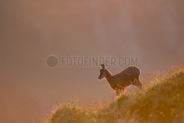 Young Chamois on the stubble at dawn - Vosges France