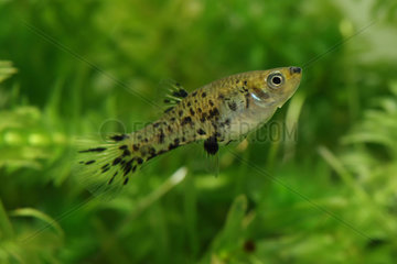 Dusky millions fish (Phalloceros caudimaculatus) female in nano aqaurium