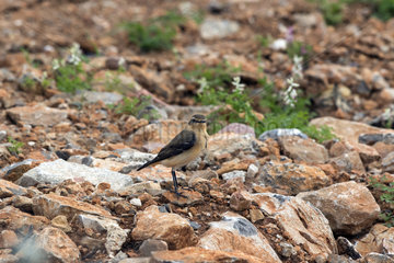 Northern Wheatear (Oenanthe oenanthe) on a stony slope in spring  Surroundings of Hyeres  Mediterranean Coast  France