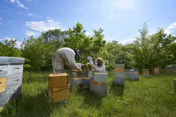 Beekeeping - Inspection of the smaller Warre? type of hives is much easier.