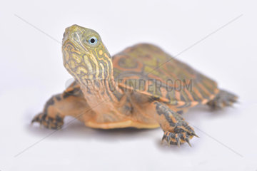 Saharan pond turtle (Mauremys leprosa saharica) on whte background