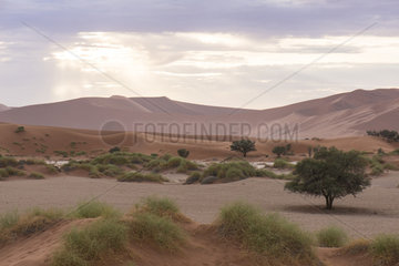 Landscape of the Namib Desert at dawn  Naukluft  Namibia