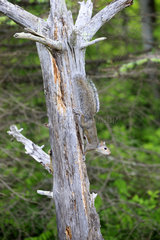 Eastern Grey squirrel on dead tree - Minnesota USA