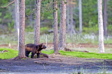 Wolverine in undergrowth - Finland
