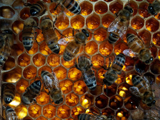 Honey bee (Apis mellifera) - Bees on nectar storage cells. 1 kilogram of honey has the same energy value as 5.5 litres of milk or 3 kg of meat or 25 bananas or 40 oranges or 50 eggs.