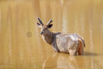 Sambar deer male in velvet in water - Satpura India