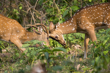 Fighting Deer Axis - Nagarhole India
