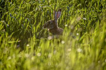 Brown Hare in a field in spring - France