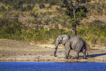 African bush elephant (Loxodonta africana africana) walking on bank  Kruger National park  South Africa
