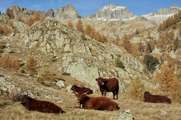Cows Salers in the Madone of Fenestre  Mercantour  Alps  France