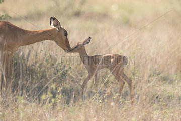 Impala (Aepyceros melampus) cuddling between mother and young  Kgalagadi  South Africa