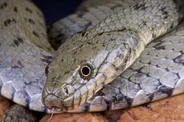 Dice snake (Natrix tessellata)  France