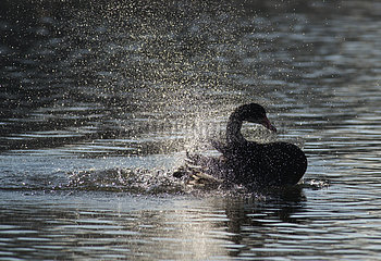 Black Swan (Cygnus atratus) taking a bath  Sauer Delta Nature Reserve  Rhine Border  Munchhausen  Alsace  France