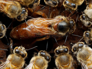 Honey bee (Apis mellifera) - Honeybee Queen laying on a comb with honeybees: A queen surrounded by her court who feeds and cleans her on the cells full of larvae and other pupa.