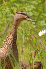 Portrait of female mallard duck