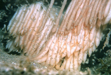 Common squid (Loligo vulgaris) lay eggs whose cords are glued under a rocky overhang.