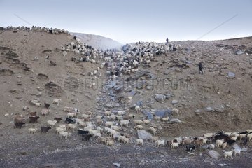 Herd of Pashmina Goats  Changthang Plateau  Ladakh  Himalayas  India
