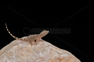 Crocodile Gecko on black background