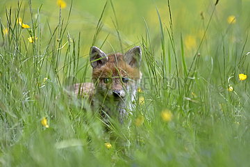 Red fox (Vulpes vulpes)  young fox in meadow  Allenjoie  Franche-Comte  France