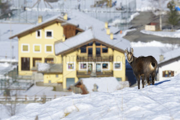 Chamois in front of houses  Rupicapra rupicapra  Male  Gran Paradiso National Park  Alps  Italy  Europe