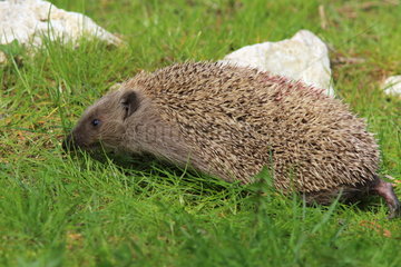 European Hedgehog (Erinaceus europaeus) walking in the grass  France