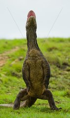 Komodo dragon is standing upright on their hind legs.