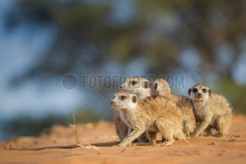 Meerkat group on a predator alert - Kalahari South Africa