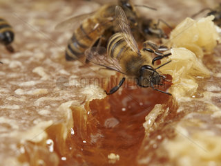 Honey bee (Apis mellifera) - The meal of a bee on a honeycomb.