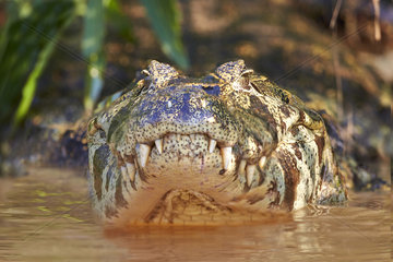 Jacare caiman on a river bank - Mato Grosso - Brazil