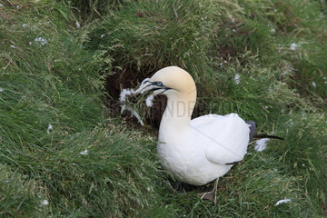 Gannet (Sula bassana) gathering grass and feathers to build its nest  Scotland