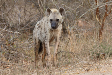 Spotted Hyena (Crocuta crocuta) in a clearing at dawn  Kruger  South Africa