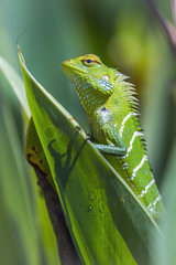 Green forest lizard (Calotes calotes)  Ella  Uva province  Sri Lanka