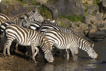Grant's zebras drinking on river bank - Maasai Mara Kenya
