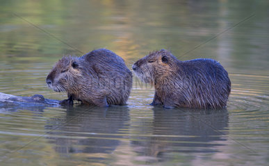 Coypus cleaning themselves in the water - Camargue France
